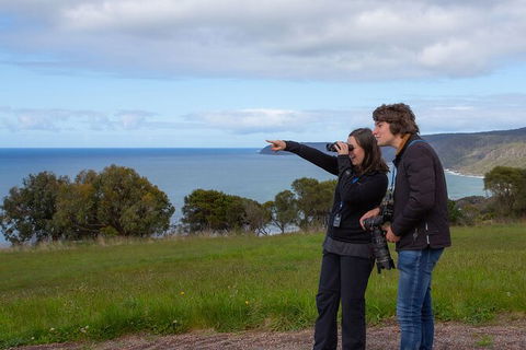 Walk With Wildlife: Guided Tour In Great Ocean Road - Accommodation Ballina 5