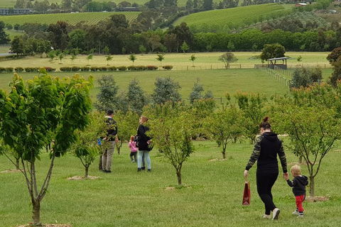 Day Tour Of Yarra Valley Puffing Billy And Rayners Orchard - Accommodation Ballina 36
