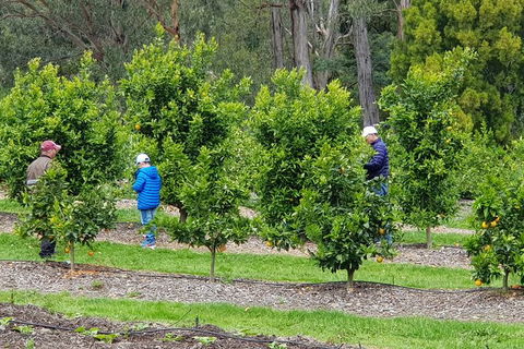 Day Tour Of Yarra Valley Puffing Billy And Rayners Orchard - Accommodation Ballina 1