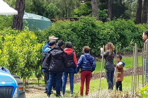 Day Tour Of Yarra Valley Puffing Billy And Rayners Orchard - Accommodation Ballina 16