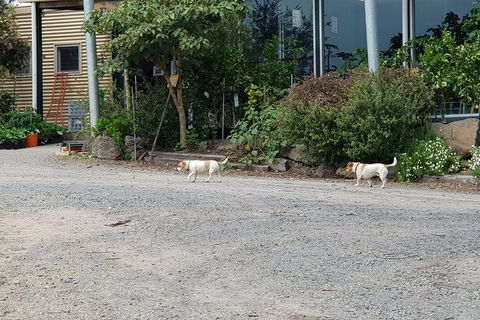 Day Tour Of Yarra Valley Puffing Billy And Rayners Orchard - Accommodation Ballina 21