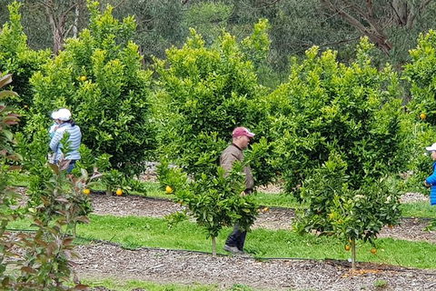 Day Tour Of Yarra Valley Puffing Billy And Rayners Orchard - Accommodation Ballina 34