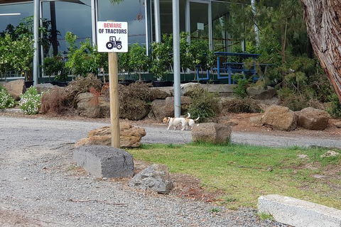 Day Tour Of Yarra Valley Puffing Billy And Rayners Orchard - Accommodation Ballina 2