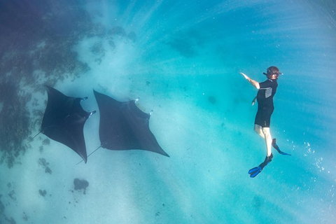 Marine Eco Safari - Swim With Manta Rays - Accommodation Ballina 1