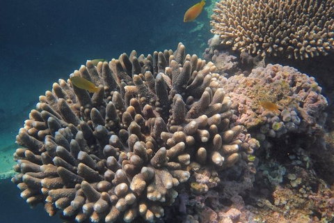 Marine Eco Safari - Swim With Manta Rays - Accommodation Ballina 5