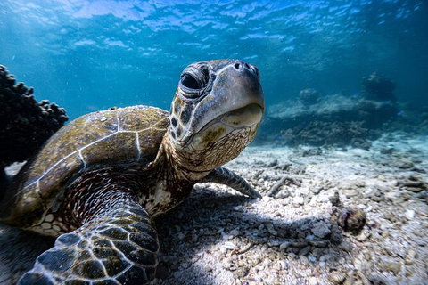 Marine Eco Safari - Swim With Manta Rays - Accommodation Ballina 4
