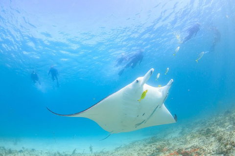Marine Eco Safari - Swim With Manta Rays - Accommodation Ballina 0