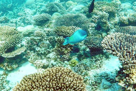 Marine Eco Safari - Swim With Manta Rays - Accommodation Ballina 3