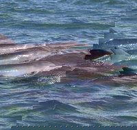 Cruise  a Winery or Brewery scenic tour - Accommodation Ballina