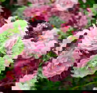 Botanical gardens winery and scenic full day tour - Accommodation Ballina