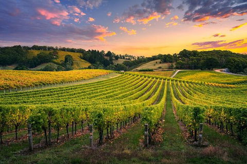 Swan Valley Sunset Wine Tour - Premium Small Group Tour - Accommodation Ballina 0