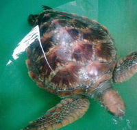 Australian Seabird Rescue - Accommodation Ballina