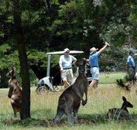 Glen Innes Golf Club - Accommodation Ballina