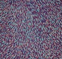 The Gate Gallery - Wollombi - Accommodation Ballina