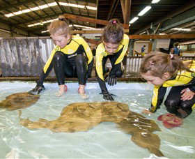 Australian Shark And Ray Centre - Accommodation Ballina 0