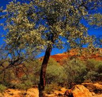 Mt Romance Australia Pty Ltd - Accommodation Ballina