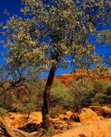 Mt Romance Australia Pty Ltd - Accommodation Ballina 0