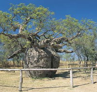 Boab Prison Tree - Accommodation Ballina