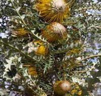 Woylie Walk Dryandra Woodland - Accommodation Ballina