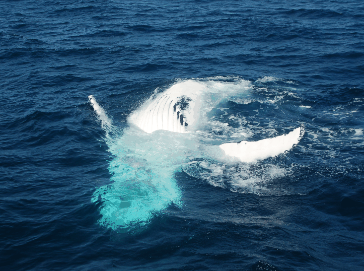 Dolphin Wild Cruises - Accommodation Ballina