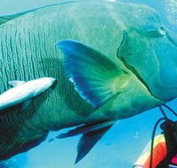 Aristocat Snorkel and Scuba Port Douglas - Accommodation Ballina