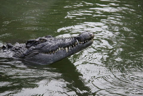 Daintree River Cruise Centre - Accommodation Ballina 1