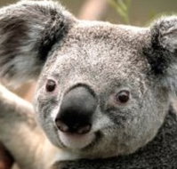 Wildlife Habitat - Accommodation Ballina