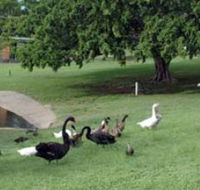 Anzac Park and Ululah Lagoon - Accommodation Ballina