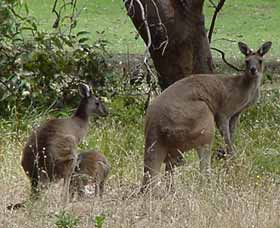 Capel Golf Club - Accommodation Ballina 2