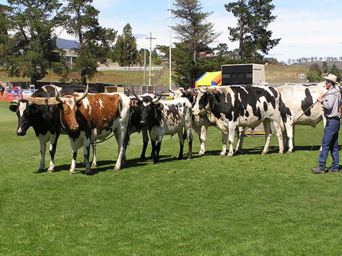 Brighton Show - Accommodation Ballina 0