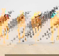 The Quirindi Camel Cup - Accommodation Ballina
