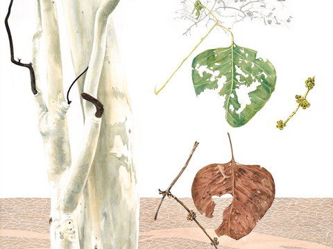 Artistic Endeavour - Accommodation Ballina 0