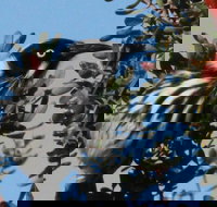 Esperance Wildflower Festival - Accommodation Ballina