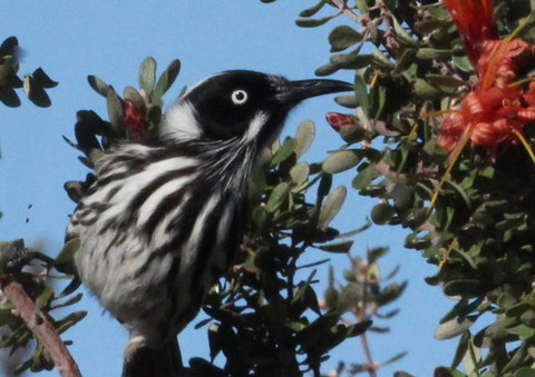 Esperance Wildflower Festival - Accommodation Ballina 0