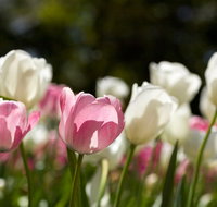 Floriade Reimagined