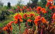 Highfield Gardens - thumb 1