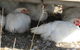 Keeping Healthy Backyard Chickens - thumb 5