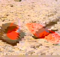 Let's Dance Carinda David Bowie Tribute Festival - Accommodation Ballina