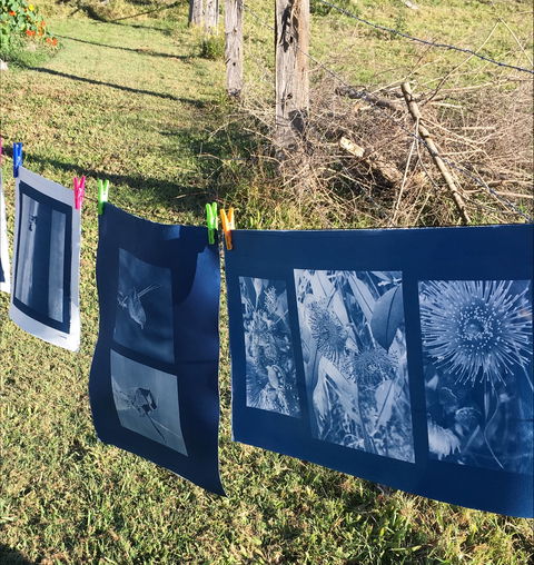 Photography - Cyanotype - Accommodation Ballina 0