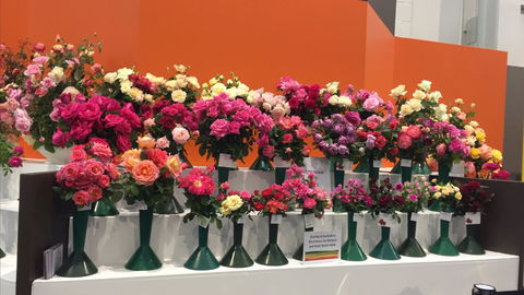 Roses By The Seaside: National Rose Championships And Conference - Accommodation Ballina 1