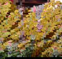 Sapphire Coast Orchid Club Winter Orchid Show - Accommodation Ballina