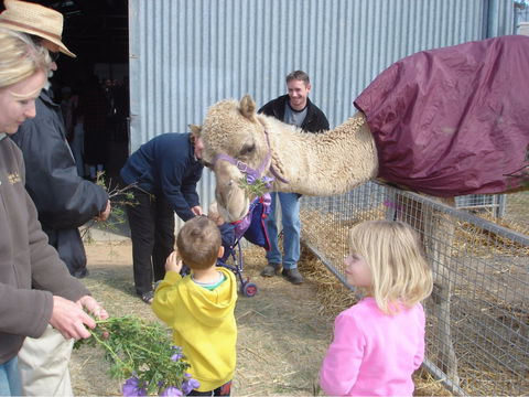 Wangaratta Show - Accommodation Ballina 1