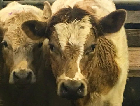 Wangaratta Show - Accommodation Ballina 2