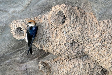 2020 Katherine Bird Festival - Accommodation Ballina 0