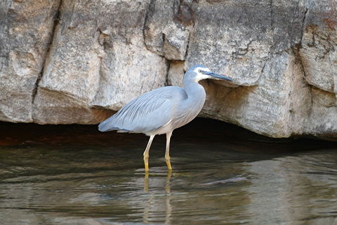 2020 Katherine Bird Festival - Accommodation Ballina 1