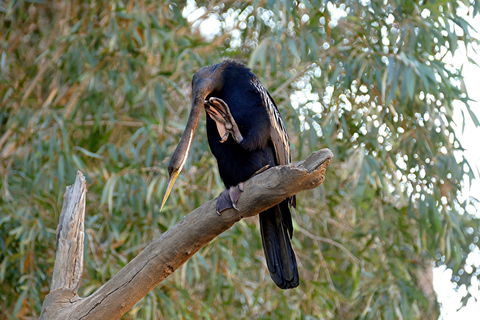 2020 Katherine Bird Festival - Accommodation Ballina 2