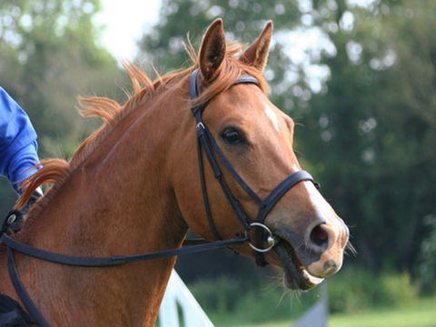 Glen William Gymkhana - Accommodation Ballina 0