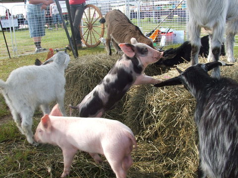 Primex Field Days - Online Virtual Event - Accommodation Ballina 2