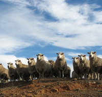 Annual Bredbo Sheep Dog Trials - Accommodation Ballina