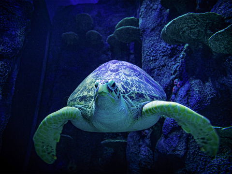 Sydney's Aquarium - Accommodation Ballina 0